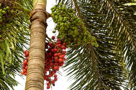 palmetto saw berries myhair loss ripe blockers dht nutraceuticals